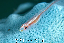 Goby on Sponge, Nikon D70S, 105mm, DS160 by Alberto D'este 